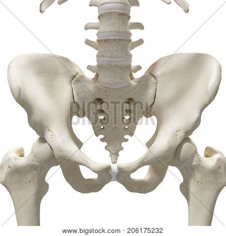 medically accurate 3d rendering of the hip and sacrum