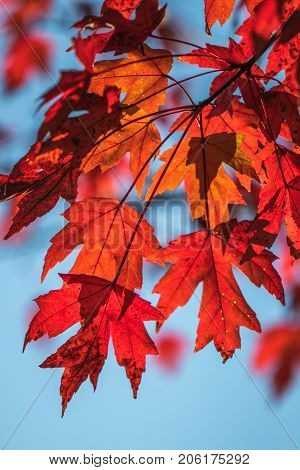 Vertical photo of autumn leaves on a tree against a light blue background