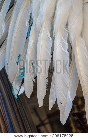 Beautiful bird feathers of a decorative purposes