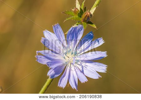 chicory flower on a blurry green background