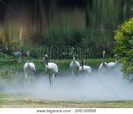 Red-Crowned crane