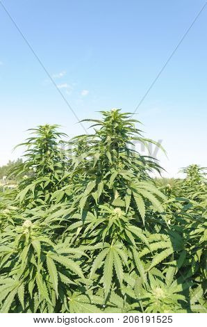 Medical Cannabis crop almost ready for harvesting on a legal grow farm in Washington state