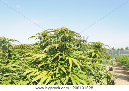 Medical Cannabis crop almost ready for harvesting on a legal grow farm in Washington state