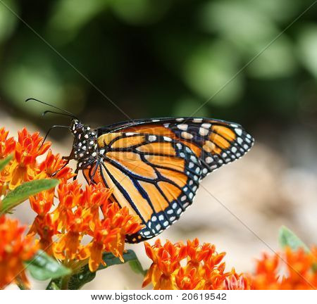 Papillon monarque