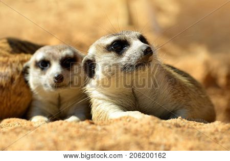  Cute Meerkat ( Suricata suricatta ) liyng on the sand. Funny African animals.