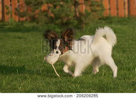 Beautiful young male dog Continental Toy Spaniel Papillon playing with plush toy on a green lawn