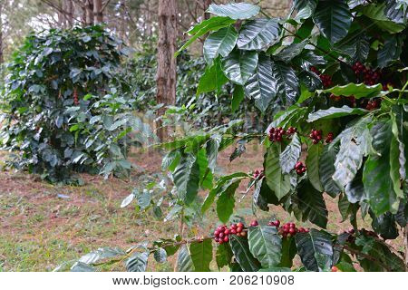 Coffee bean coffee cherries or coffee berries on Arabica coffee tree