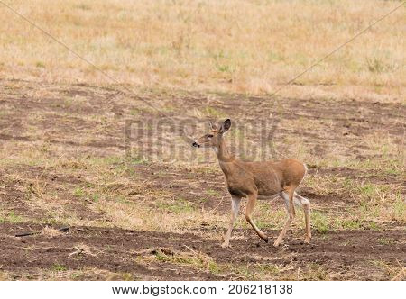 closeup of a female (doe) Whitetail deer (odocoilus viginianus)