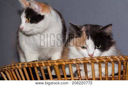 Mother And Her Doughter