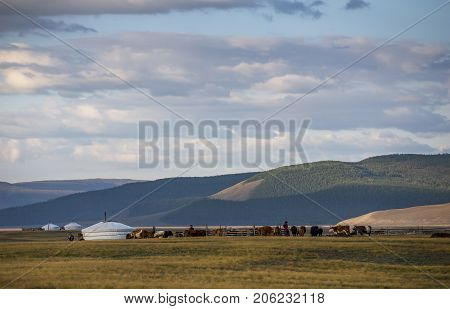 mongolian family gers in a landscape of northern Mongolia