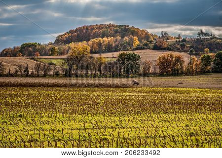 Autumn in Wisconsin, harvested cornfield with horseback rider in background, focus on cornfield in foreground