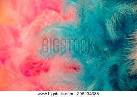 Beautiful colorful bird feathers for decorative purposes