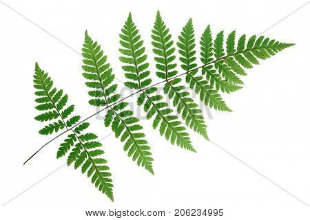 Tranlucent fern leaf isolated on white background