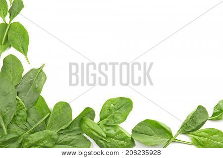 Fresh spinach leaves on white background