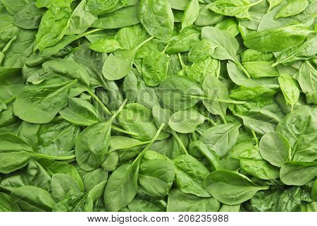 Fresh spinach leaves as background