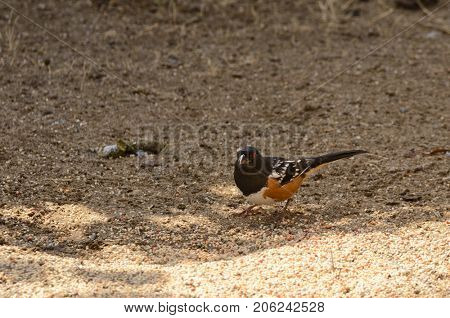 Towhee feeding