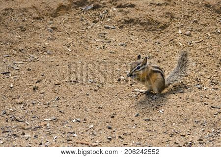 closeup of a Chipmunk scavenging for food