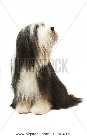 Schäferhund vor einem weißen Hintergrund