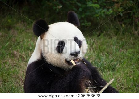 Giant panda (Ailuropoda melanoleuca). Wildlife animal. 