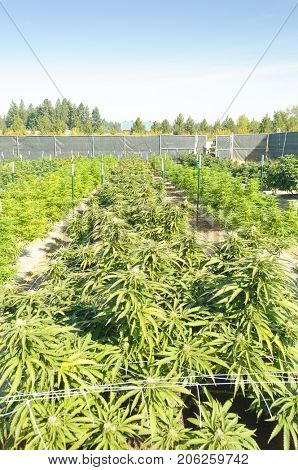Cannabis growing on a legal medical grow farm in Washington