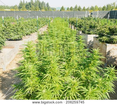 Legal cannabis farm in Washington
