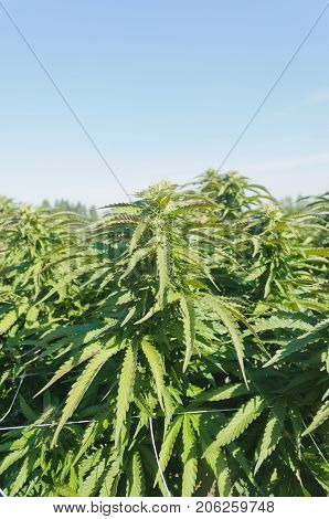 Cannabis growing on a legal medical grow farm in Washington