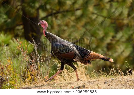 Closeup of male Wild Turkey in the forest