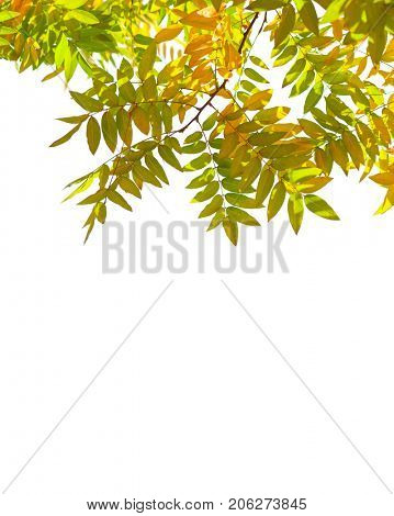 Branch with colorful autumn leaves isolated on white background. Japanese pagoda tree
