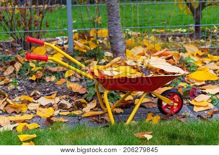Autumn leaves with wheelbarow and garden tools