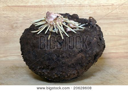 Spirende Yam