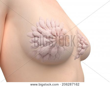 3d rendered medically accurate illustration of the mammary glands