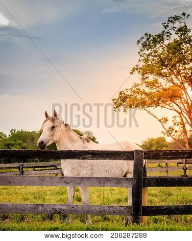 Beautiful gray horse standing by the fence on a horse farm in Kentucky