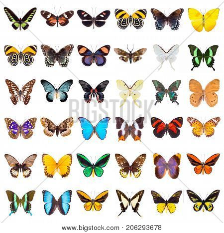 Set of beautiful and colorful butterflies isolated on white. 