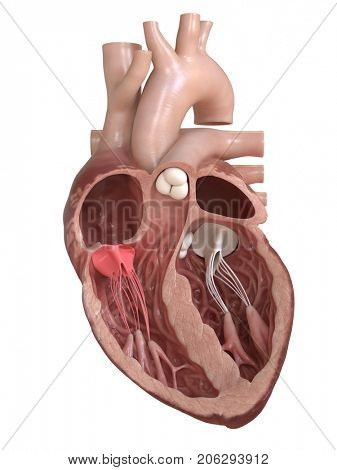 3d rendered medically accurate illustration of the tricuspid valve