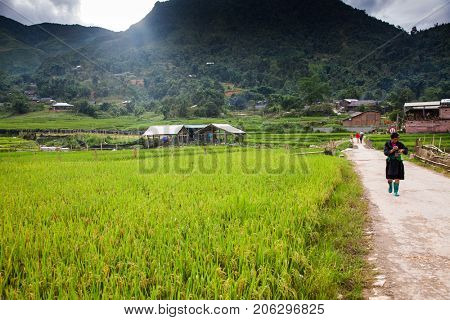 SA PA, VIETNAM - AUGUST 2017: green rice fields in Ta Phin village, Sa Pa, Vietnam