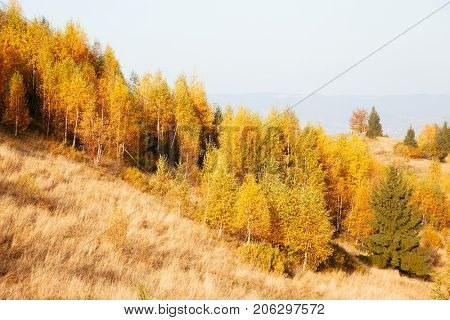 Majestic image of birches in sunny beams at magical valley. Gorgeous and picturesque morning scene. Red and yellow leaves. Location place Carpathians, Sheshory resort, Ukraine, Europe. Beauty world.