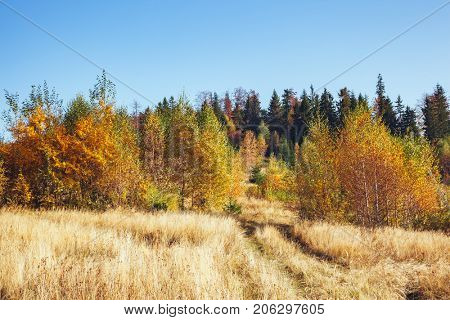 Majestic image of birches in sunny beams at magical valley. Gorgeous and picturesque morning scene. Red and yellow leaves. Location place Carpathians, Sheshory resort, Ukraine, Europe. Beauty world.