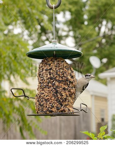 Male Downy Woodpecker at a feeder