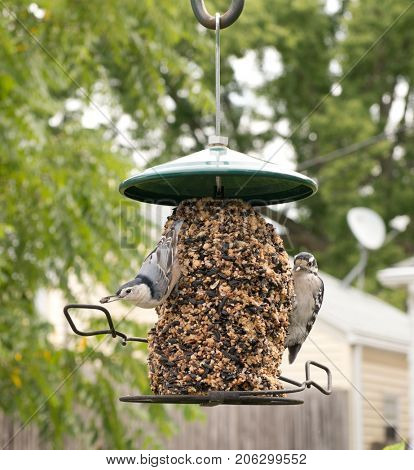 A White-breasted Nuthatch and a Downy Woodpecker at a bird feeder