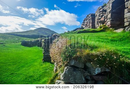 Small flower grows on stone surrounded by green grass in Peel Castle constructed by viking, Isle of Man