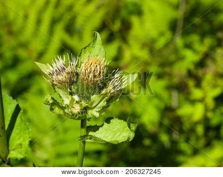 Blooming Cabbage or Siberian Thistle Cirsium oleraceum flowers bud and leaves with fly defocused close-up selective focus shallow DOF
