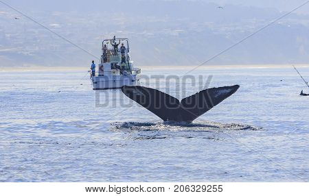 Humpback Whale Watching