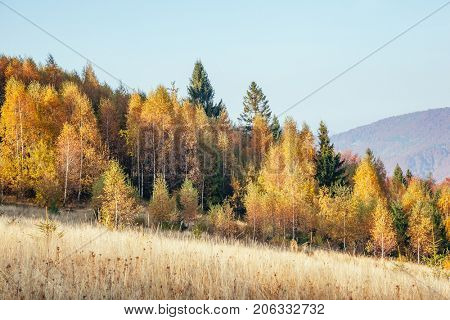 Majestic image of birches in sunny beams at magical valley. Gorgeous and picturesque morning scene. Red and yellow leaves. Location place Carpathians, Sheshory resort, Ukraine, Europe. Beauty world.