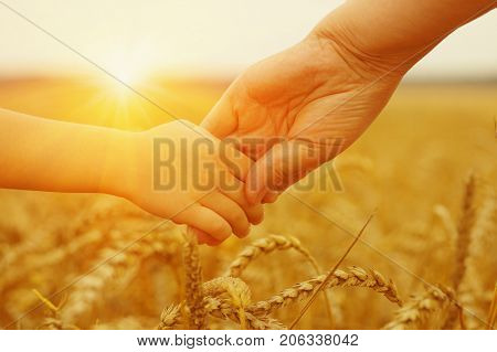 Hands of mother and daughter on sun. Holding each other on wheat field
