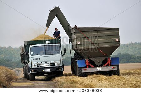 Chortkiv - Ternopil - Ukraine - July 26 2016. Unloading grain from hopper-conveyors for cargo avtomobilv agricultural firm 