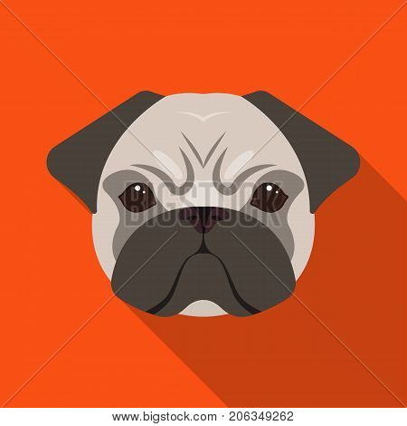 Breed of a dog, a pug.Pug's muzzle single icon in flat style vector symbol stock illustration .