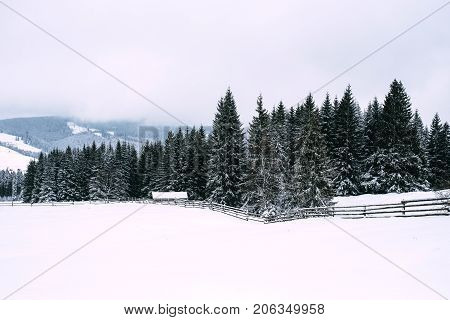 Winter tide. Winter green tree covered with snow
