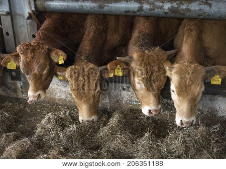four young limousin bulls feed inside open barn on organic farm in the netherlands near utrecht