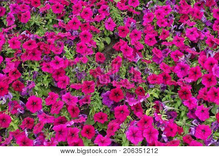 Bright Magenta Colored Flowers Of Hybrid Petunia
