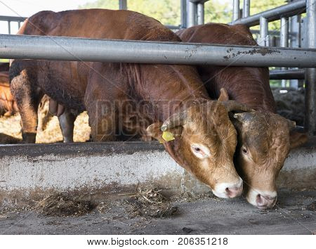 two limousin bulls feed inside open barn on organic farm in the netherlands near utrecht